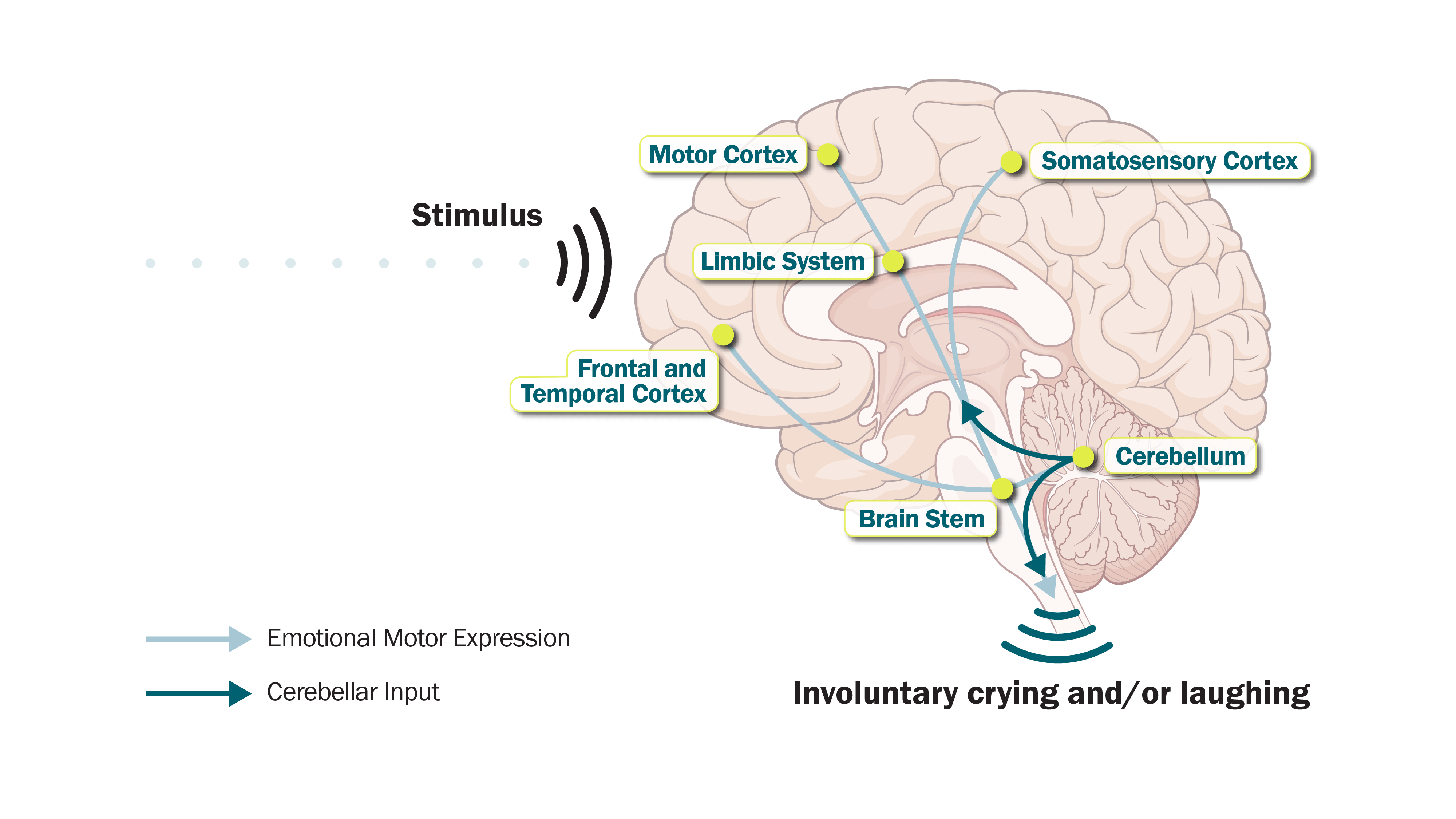 Illustration of a brain with cortex and regions labeled