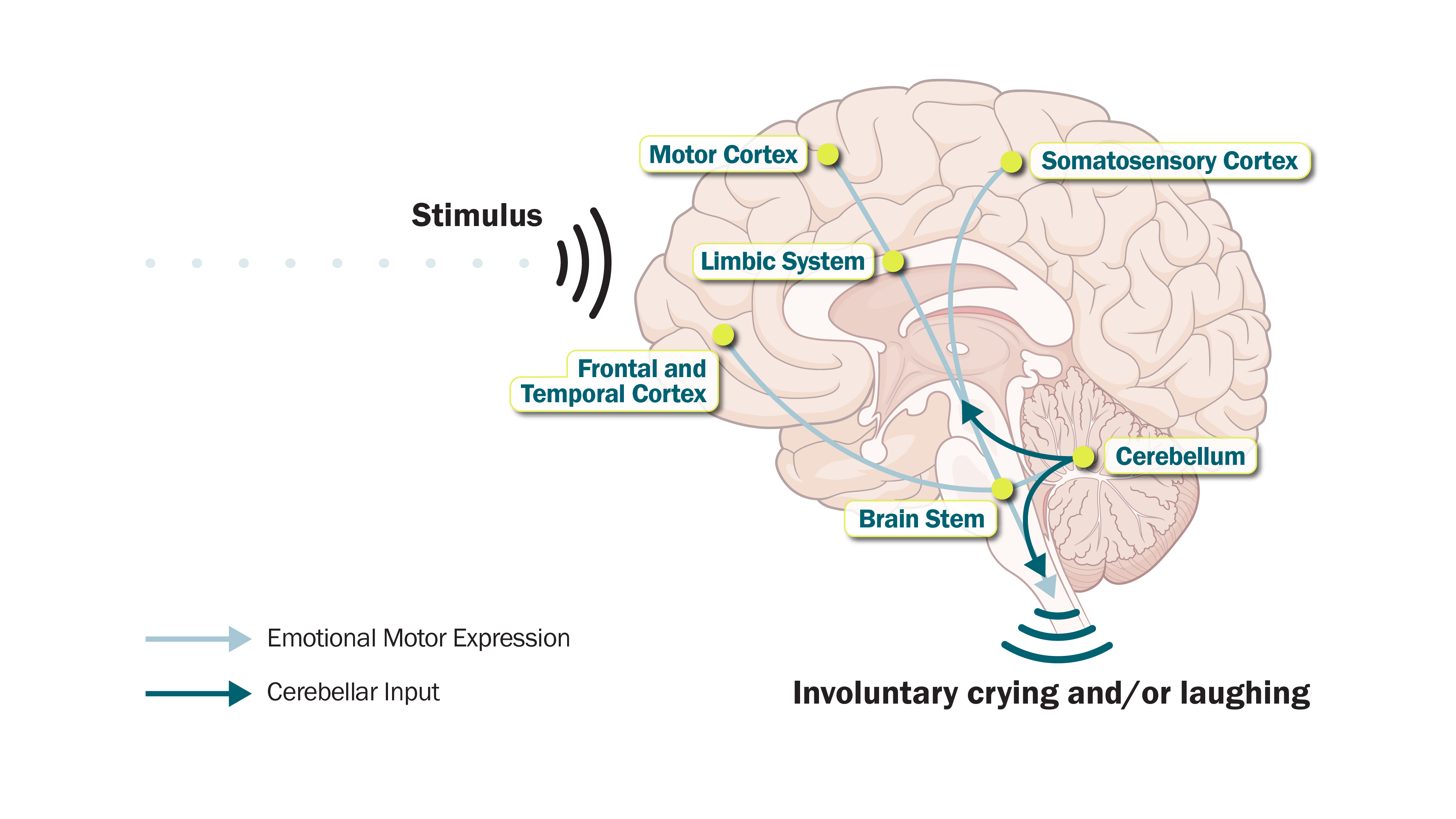 Graphic Brain Diagram